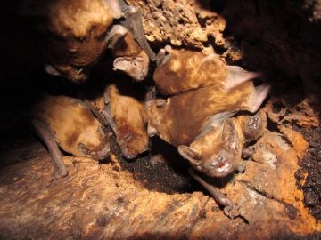 На Волині провели «спецоперацію», аби врятувати кажанів