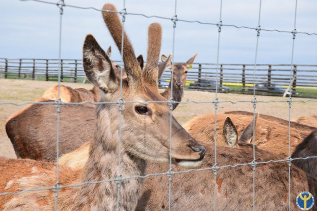 Як на Волині розводять оленів. ФОТО