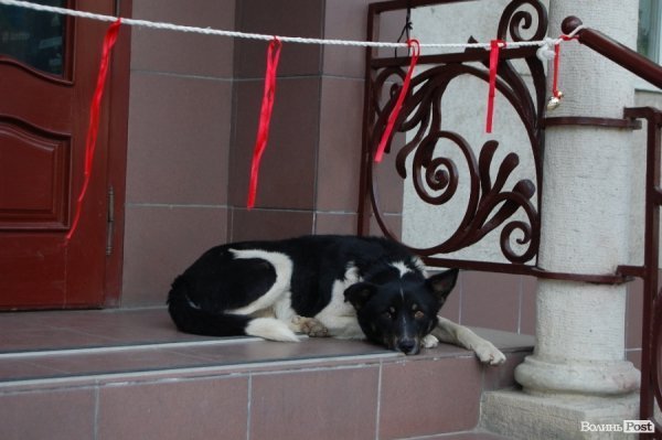 Неформальні екскурсії, музичні вулиці, історія просто неба: Луцьк заманює туристів