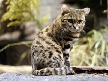 Назвали найсмертоноснішого кота у світі. ВІДЕО