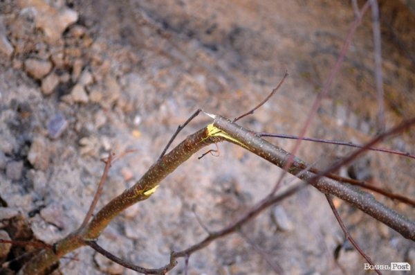 Лучани «воюють» за територію: одні садять дерева, а хтось їх ламає 