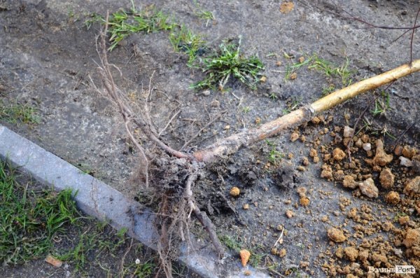 Лучани «воюють» за територію: одні садять дерева, а хтось їх ламає 