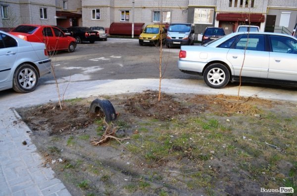 Лучани «воюють» за територію: одні садять дерева, а хтось їх ламає 