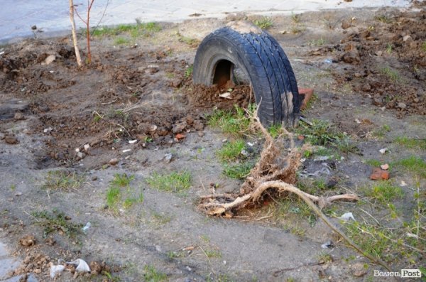Лучани «воюють» за територію: одні садять дерева, а хтось їх ламає 