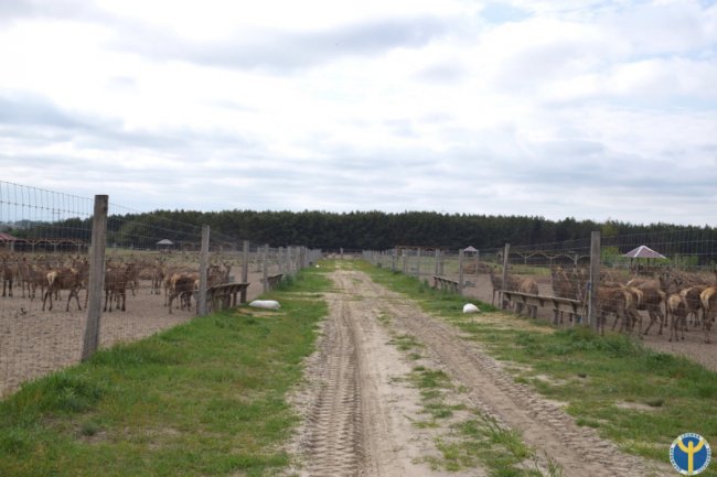 Як на Волині розводять оленів. ФОТО