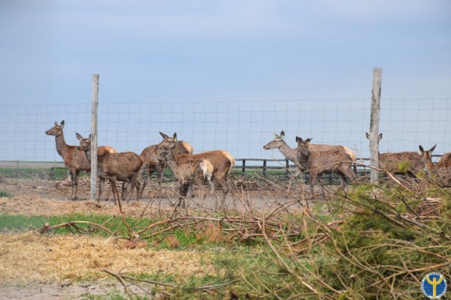 Як на Волині розводять оленів. ФОТО
