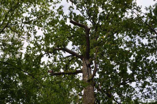 Цуманська пуща