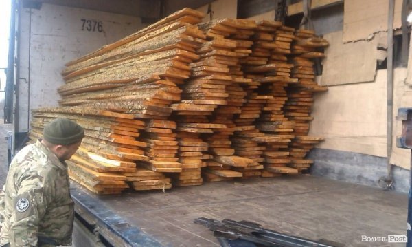 Дуб, сосна, вільха – волиняни і далі крадуть ліс. ФОТО