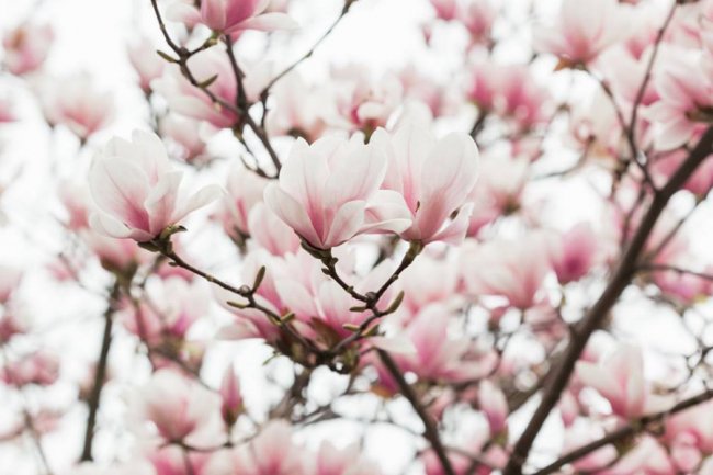 Неймовірна краса: у Луцьку цвіте магнолія