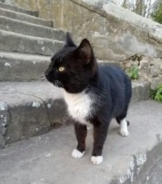 Пройшов 300 кілометрів: неймовірна історія кота, який пішки дійшов з Луцька до монастиря на Львівщині. ФОТО