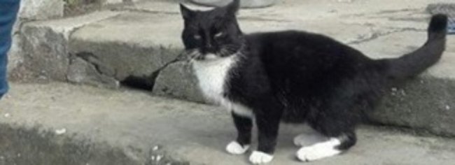 Пройшов 300 кілометрів: неймовірна історія кота, який пішки дійшов з Луцька до монастиря на Львівщині. ФОТО