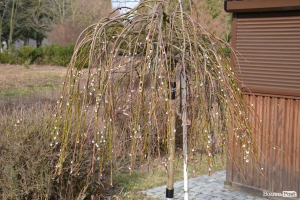 День депутата по-волинськи: проблеми і здобутки ліцею-інтернату.  ФОТО