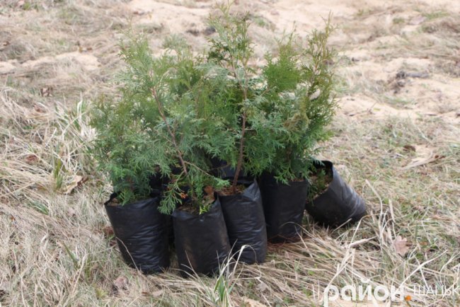 У курортному селищі Волині висадили сотню туй. ФОТО