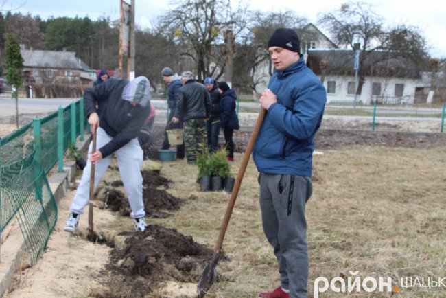 У курортному селищі Волині висадили сотню туй. ФОТО