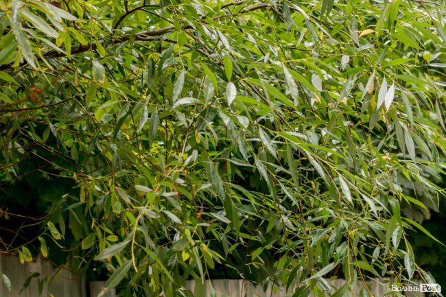 Парасольки і калюжі: дощовий день у Луцьку. ФОТО