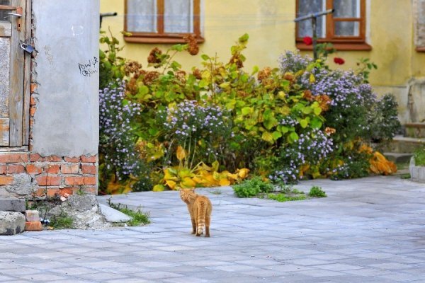 «Бабине літо» і «бебі-бум» Луцьку. ФОТО