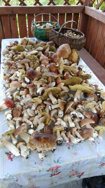 Тихе полювання-2: волиняни хваляться врожаєм грибів у Facebook