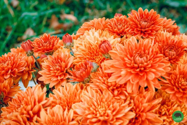 Жовтогаряча осінь у Луцькому зоопарку. ФОТО