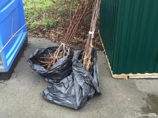 У Луцьку працівники ПриватБанку прибирали і садили дерева в парку ім. Лесі Українки. ФОТО