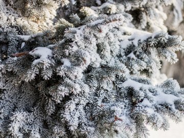 Луцьк – у кришталевій паморозі: казкові світлини різдвяного ранку. ФОТО
