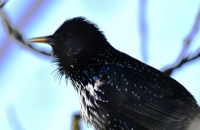 На Волині влаштували «пернате» фотополювання