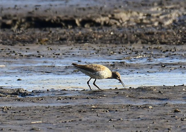 На Волині влаштували «пернате» фотополювання