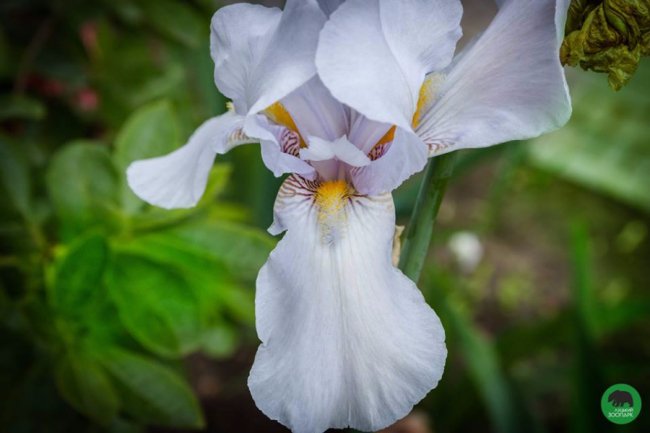 Квіти Луцького зоопарку: 37 дивовижних фото