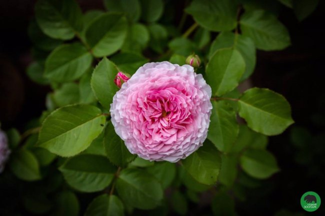 Квіти Луцького зоопарку: 37 дивовижних фото