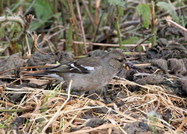 Показали пернатого красунчика, який мешкає у національному парку на Волині. ФОТО