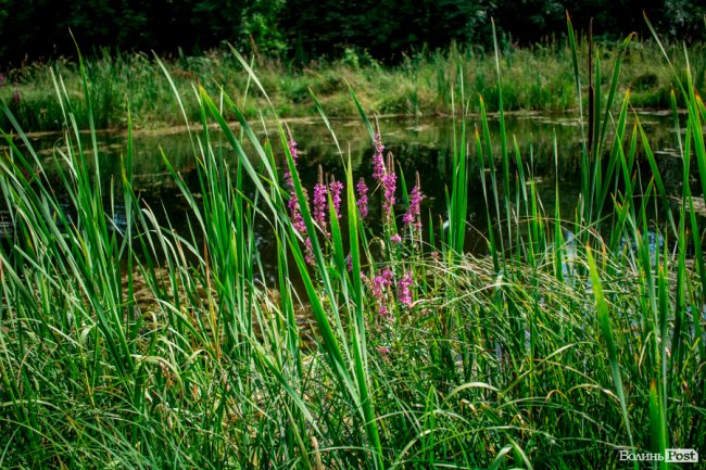 Літо у луцькому парку. ФОТО