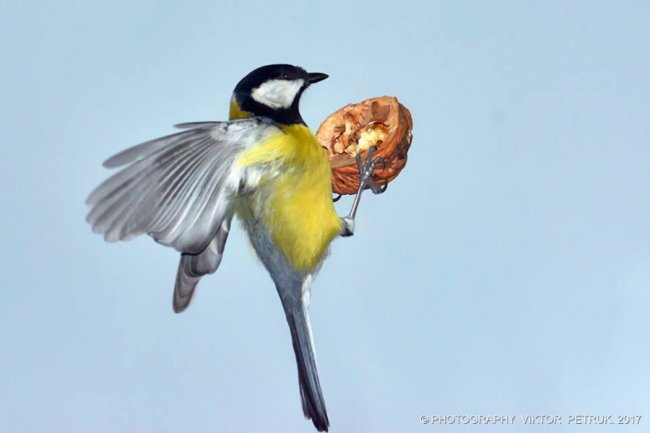 Як луцькі синички б'ються за горіх. ФОТО