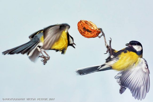 Як луцькі синички б'ються за горіх. ФОТО
