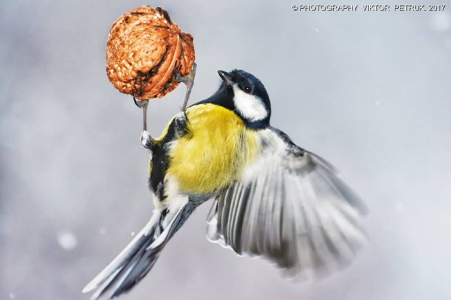 Як луцькі синички б'ються за горіх. ФОТО