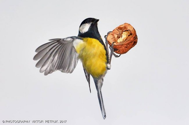 Як луцькі синички б'ються за горіх. ФОТО