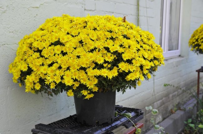 Опублікували неймовірні фото осінніх квітів у луцькому звіринці