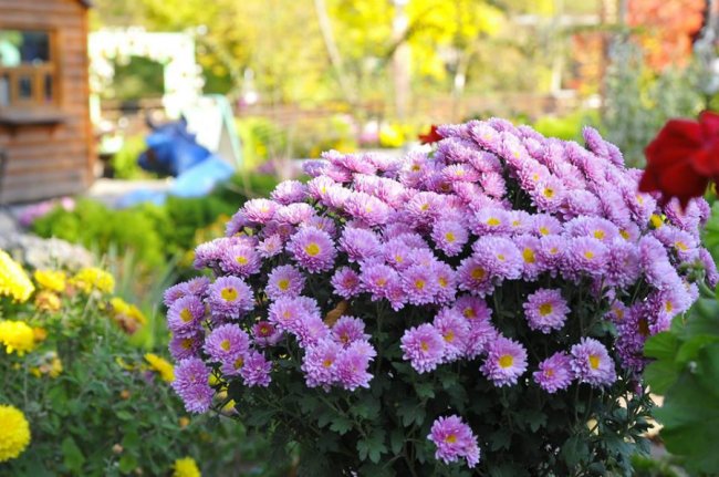 Опублікували неймовірні фото осінніх квітів у луцькому звіринці