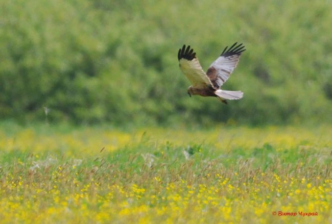 Неначе князь Любарт оглядає землі свої, - луцький фотограф про птаха