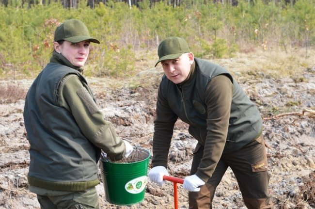 Мільйони сіянців і тисячі гектарів території: весна-2019 у волинських лісах. ФОТО