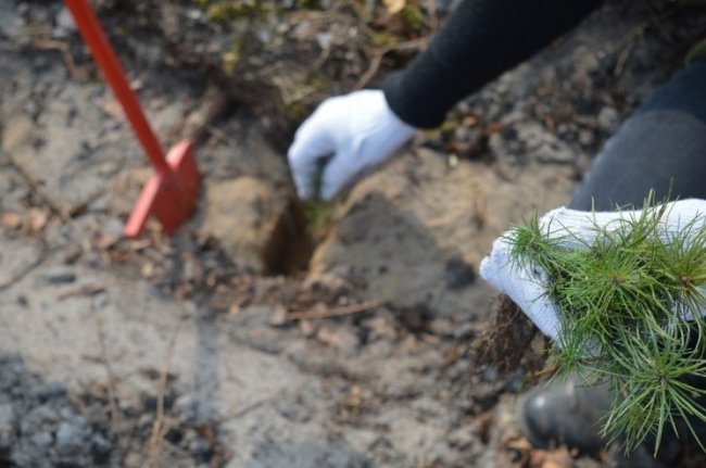 Мільйони сіянців і тисячі гектарів території: весна-2019 у волинських лісах. ФОТО