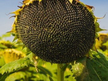 Як збирати насіння соняшника?*
