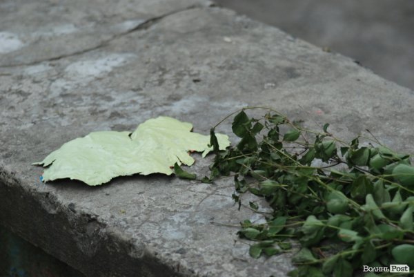 стара шкіра Слоника