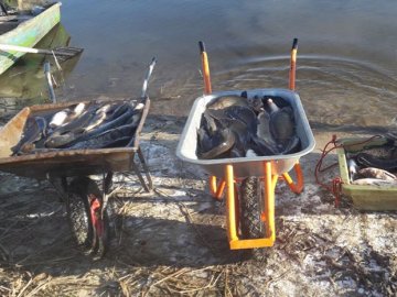 У волинські водойми випустили понад 3 тонни цінної риби. ФОТО