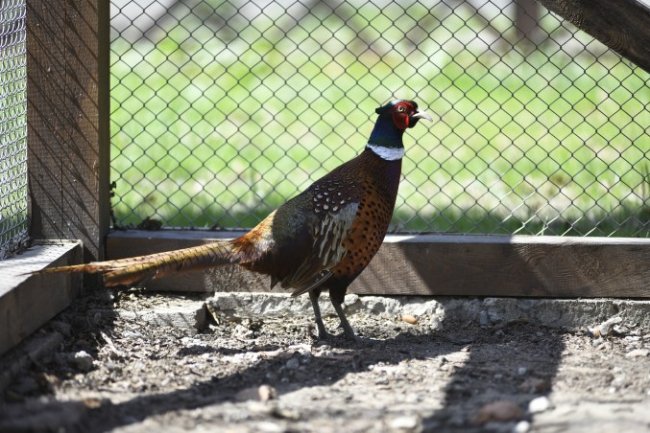 «У мисливстві, як і в усій лісовій галузі, не буває швидкого повернення вкладень»,  – головний лісівник Волині
