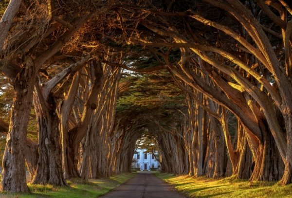 Кипарисовий тунель, США