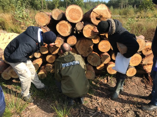 Волинські прокурори наклали арешт на вилучену деревину в Стобихівці. ФОТО