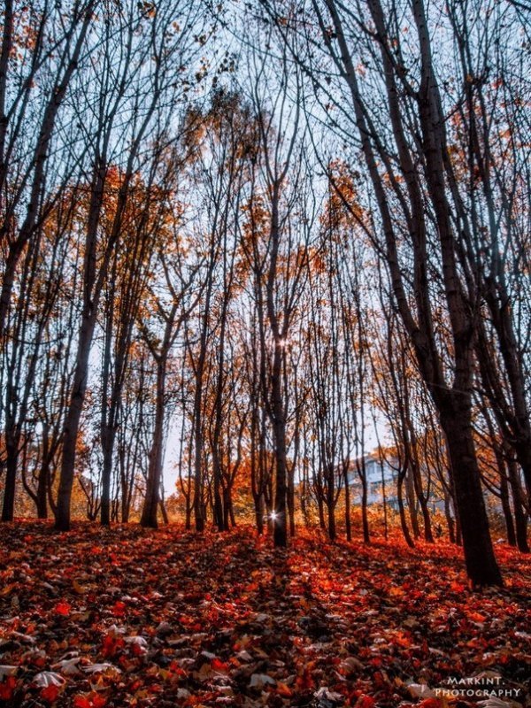Луцькі парки восени. ФОТО