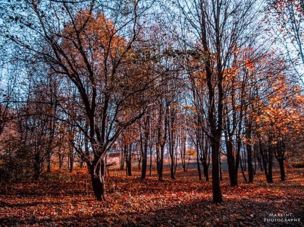 Луцькі парки восени. ФОТО