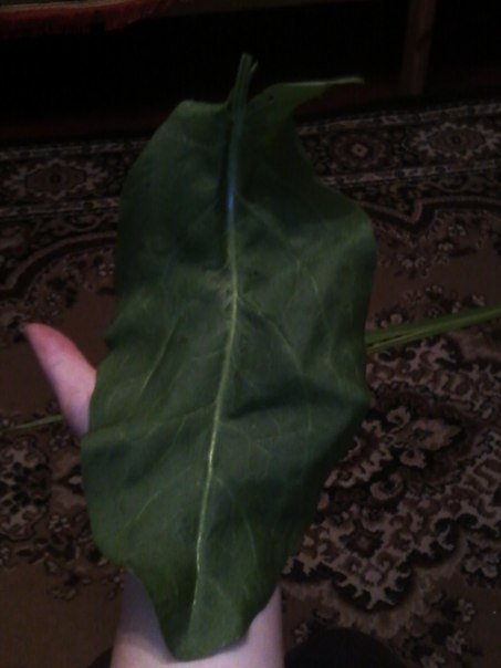 Волинянка виростила гігантський щавель. ФОТО