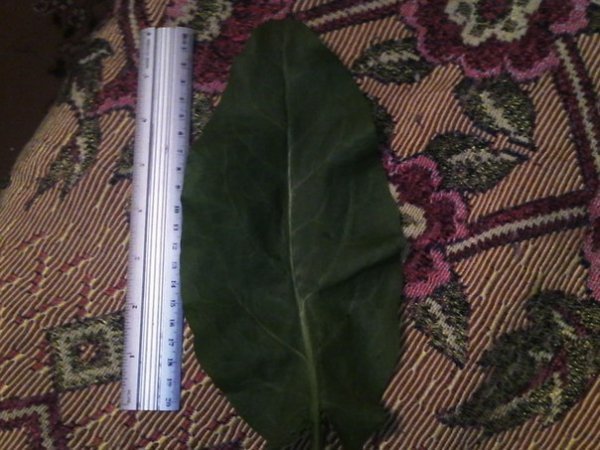 Волинянка виростила гігантський щавель. ФОТО