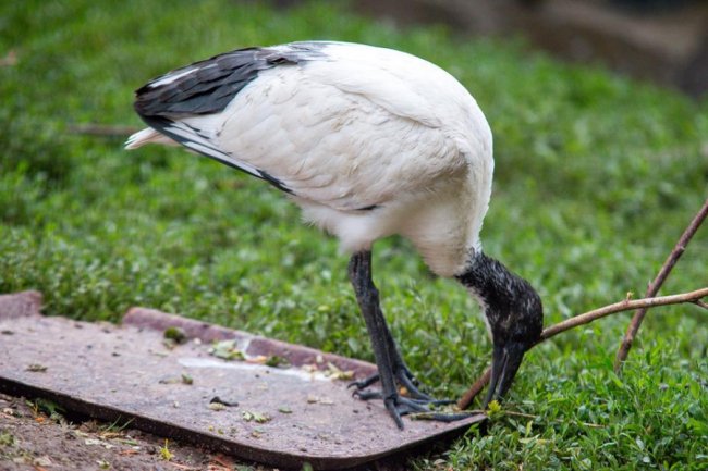 Рівненський звіринець на світлинах волинського фотографа. ФОТО